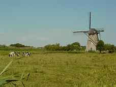 DSC00430 Kinderdijk Cows & Windmill